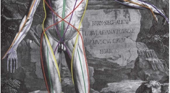 Osteopata meridiani miofasciali