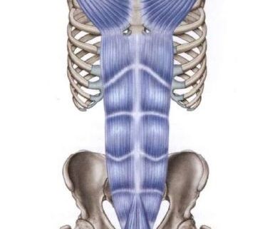 Osteopata linee funzionali