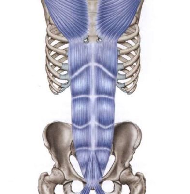 Osteopata linee funzionali