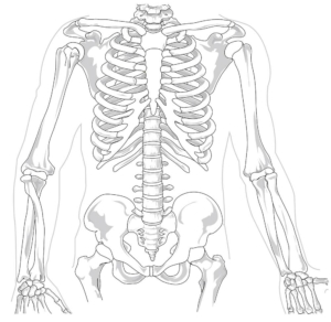osteopata spina dorsale