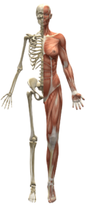 osteopata corregge postura