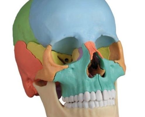 Osteopatia cranica a Milano