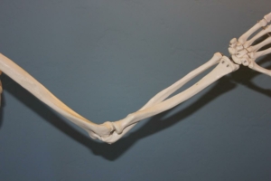 Osteopata gomito tendine