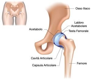 Anatomia dell'anca