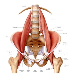 Anatomia dello psoas