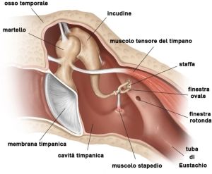 Osteopatia ed acufeni: orecchio interno